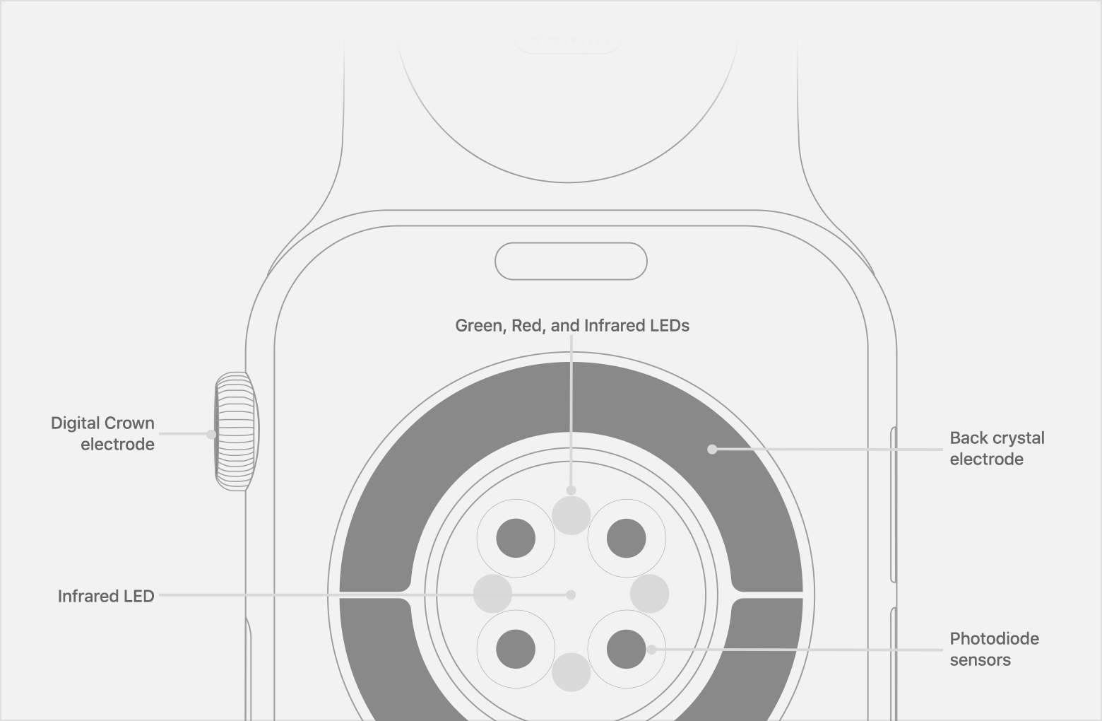Location of Photodiode sensors, Infrared LEDs, and Green LEDs on Apple Watch Series 6.
