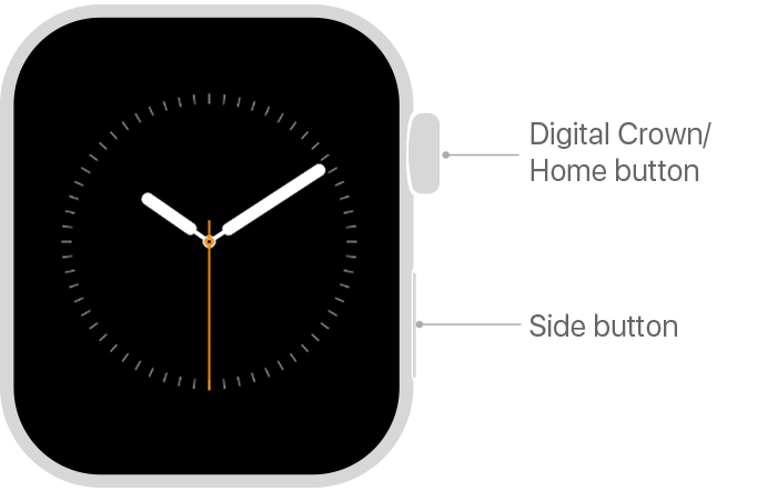 Apple watch 4 Digital Crown. Диджитал Кроун на часах эпл вотч. Digital Crown на Эппл вотч. Диджитал Кроун на часах эпл.