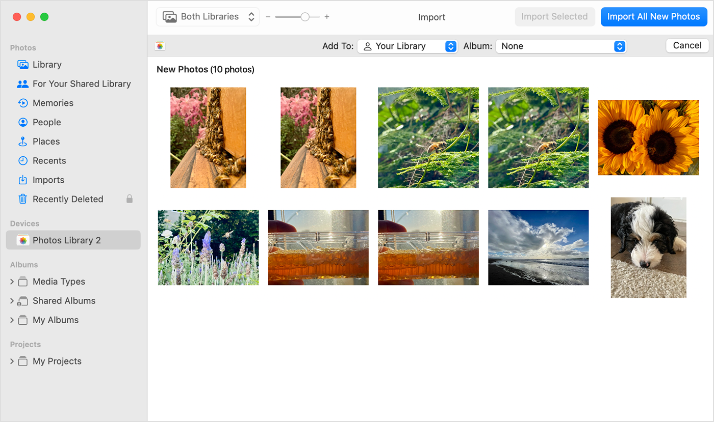 Create and work with albums in Photos on Mac - Apple Support