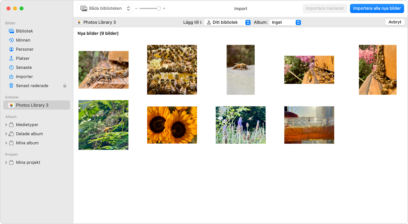Importera bilder från ett annat bibliotek i Bilder på Mac - Apple-support  (SE)