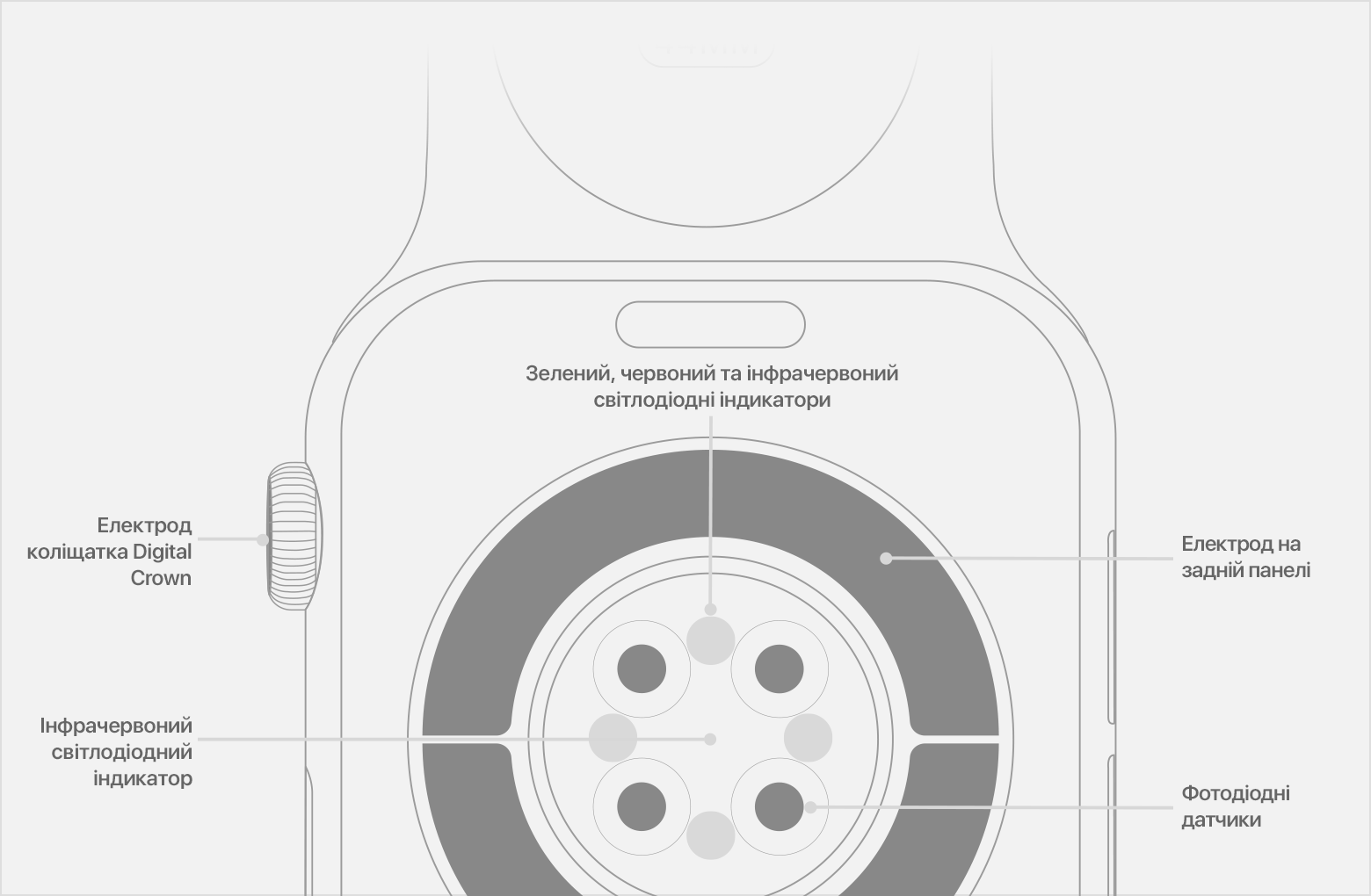 Розташування фотодіодних датчиків, інфрачервоних і зелених світлодіодів на Apple Watch Series 6.